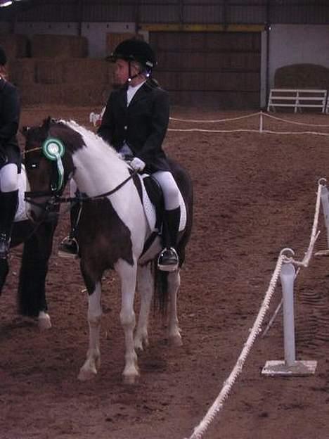 Pinto Dalvin(SOLGT) - Foto: Anker billede 4