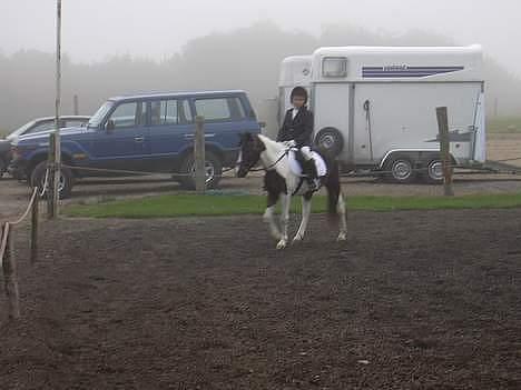 Pinto Dalvin(SOLGT) - Foto: Anker billede 5