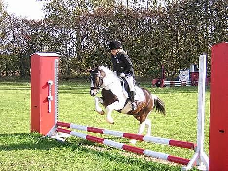 Pinto Dalvin(SOLGT) - Foto: Anker billede 6