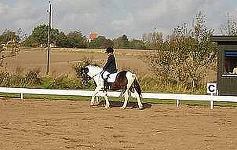 Pinto Dalvin(SOLGT) - Foto: Anker billede 7