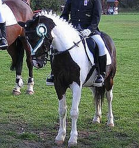 Pinto Dalvin(SOLGT) - Foto: Anker billede 8