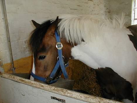 Pinto Dalvin(SOLGT) billede 9