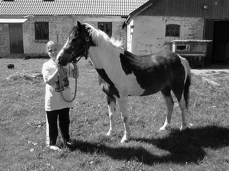 Pinto Dalvin(SOLGT) billede 10