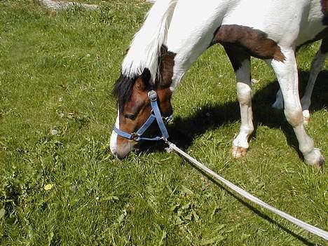 Pinto Dalvin(SOLGT) billede 11