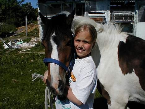 Pinto Dalvin(SOLGT) billede 12