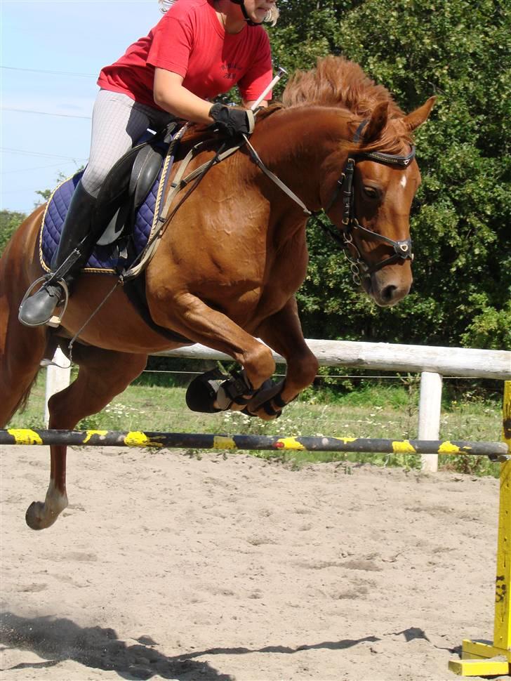 Anden særlig race Hercules billede 3