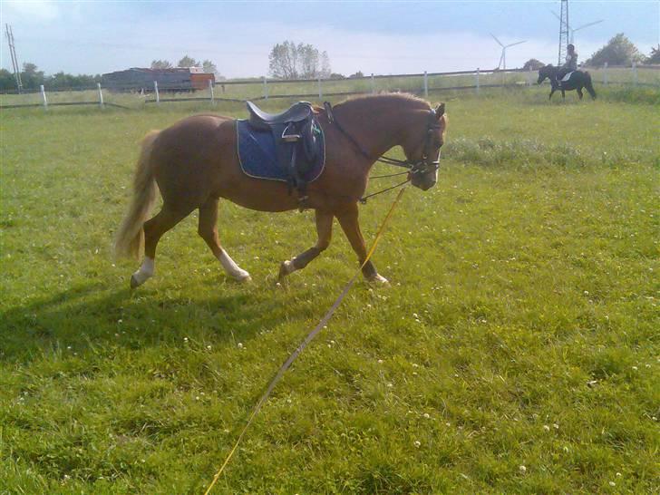 Welsh Pony af Cob-type (sec C) Æh: Jacki Jarn billede 10