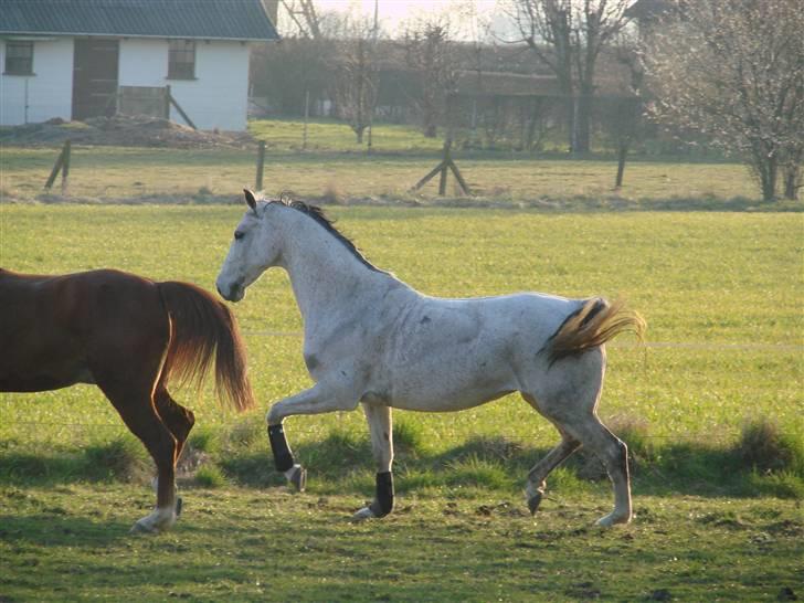 Anden særlig race Juwel "SOLGT :( " billede 9