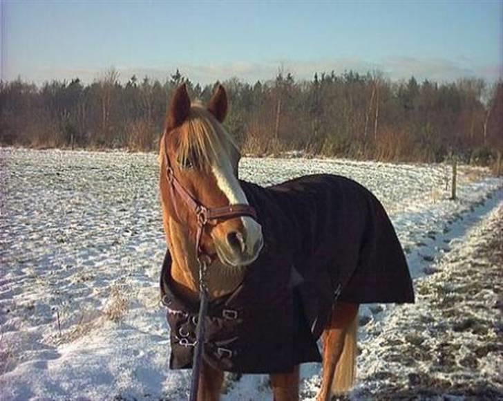 New Forest Casanova (SOLGT) billede 16