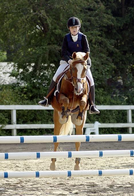 New Forest Casanova (SOLGT) - Emma og Casanova til springstævne :) billede 17