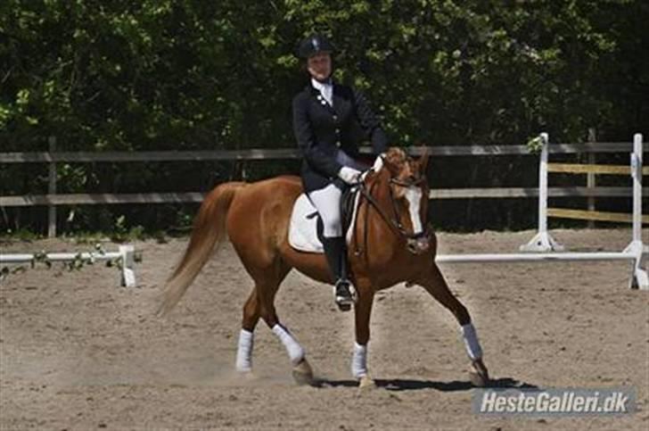 New Forest Casanova (SOLGT) - Emma og Casanova til stævne i Hjortshøj rideklub i en LB1. De vandt en 2. plads. :) billede 18