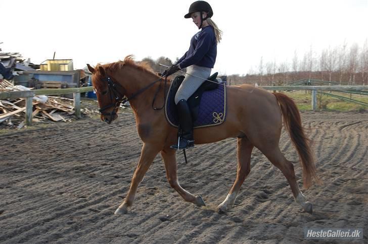Anden særlig race Hercules billede 5