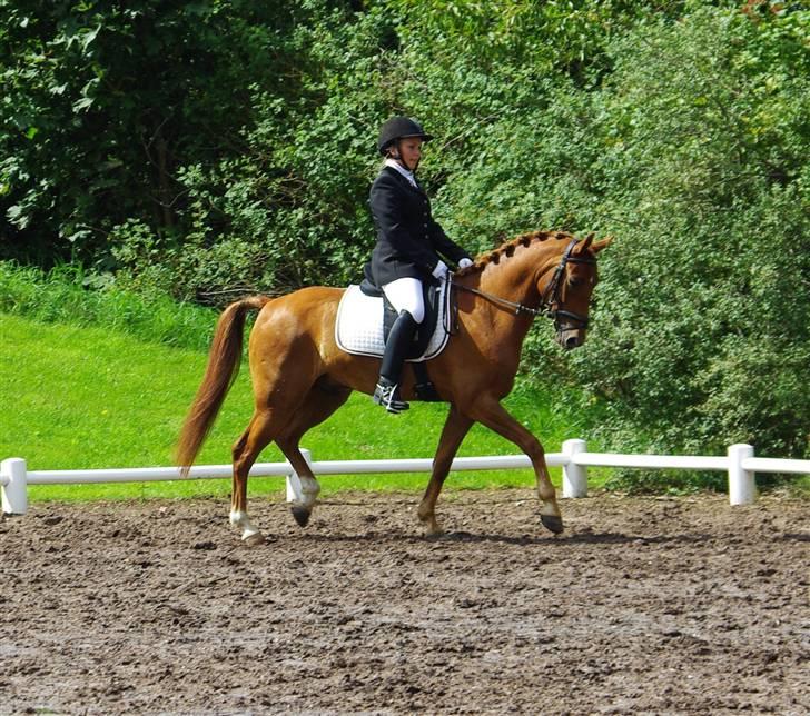 Anden særlig race Hercules billede 6