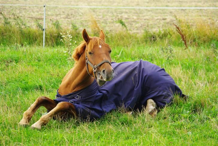 Anden særlig race Hercules billede 7