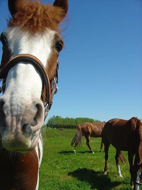 Pinto Winnitou solgt  - jeg vil osse li med på billedet 8D billede 13
