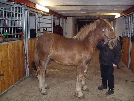 Schleswiger Zimtbluete / Den Bette - Zimtbluete ( Den Bette) står til fotografering billede 2