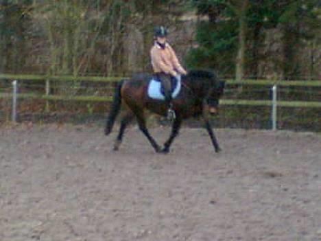 New Forest Campari - Miig og Camparii <33 billede 11