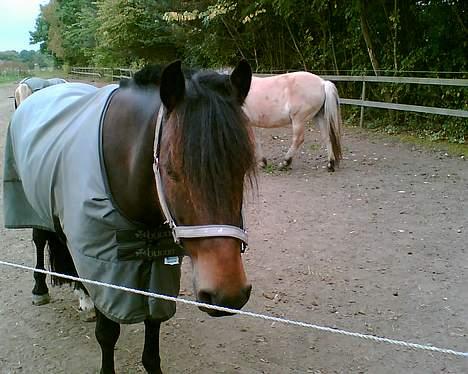 New Forest Campari - Camparii på folden (: <333 billede 12