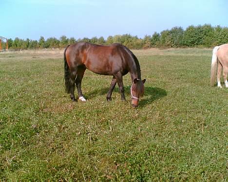 New Forest Campari - Camparii <3 ..Græsmave (: <3 billede 13