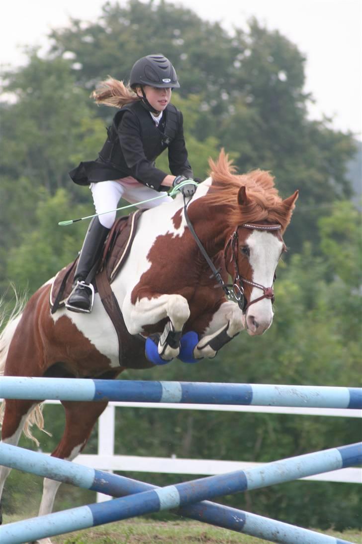 Pinto Winnitou solgt  - anne-mette springer winni billede 16