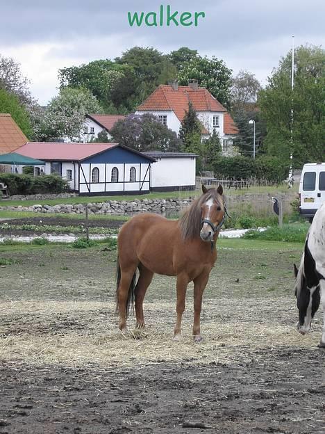 New Forest Walker - Velkommen til walkers fil smid gerne en kommentar og også en bedømmelse med  billede 1