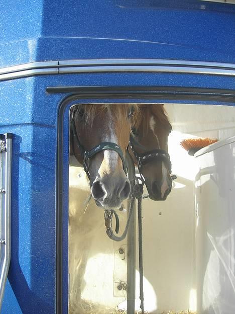 New Forest Walker - køre vi ikke snart jeg vil hjem. på vej hjem fra sorø. billede 2