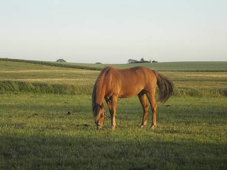 New Forest Walker - her står han jo i ro og fred i aften solen  billede 4