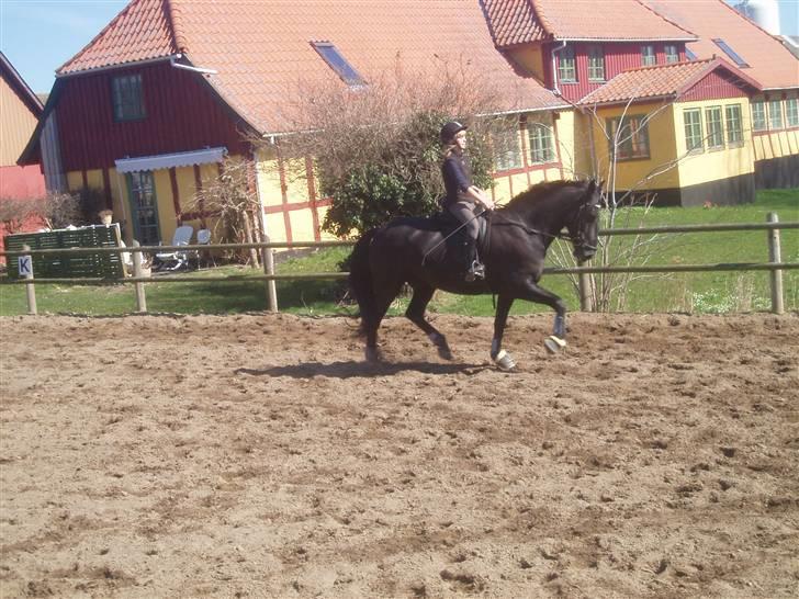 Anden særlig race Baltic Zorro <33  - lidt dressur billeder XD billede 9