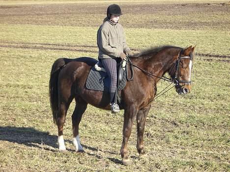 Traver Pam n s  •RIP• - Anden gang jeg har trænet dressur med hende... billede 1