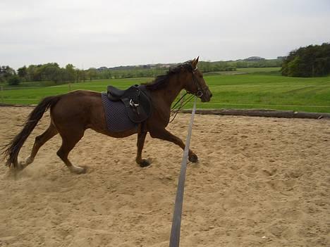 Traver Pam n s  •RIP• - Hej ;D billede 15