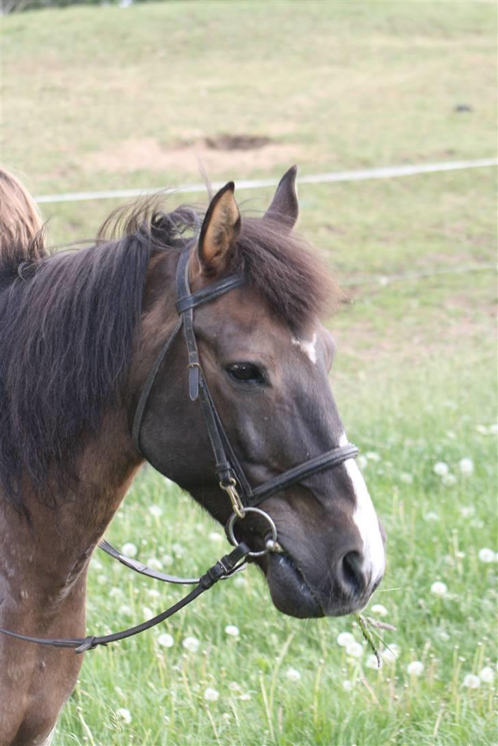 Anden særlig race Santos ¤Rideskole hest¤ - Santos hoved i skoven :D billede 2