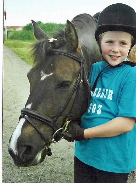 Anden særlig race Santos ¤Rideskole hest¤ - igen igen igen billede 4