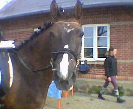 Anden særlig race Santos ¤Rideskole hest¤ - Til søhøjlandets cup 2005 på MJR fik en førsteplads i Ld dressur... billede 6
