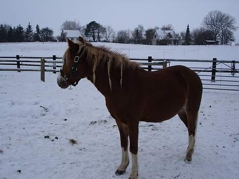 Welsh Mountain (sec A) Elmelys Holly (SOLGT) - Vinteren 2006 billede 3