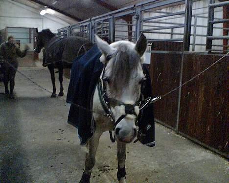 DSP Stidsbjergs Tabitta - Her står TabSe med siit Spring Udstyr ! .. :p Heller ikke så godt da det er fra Mobilos ! <´3 billede 9