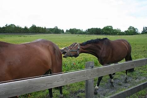 Holstener Lady Love(Tidligere part) - SURE LADY:p hehe.. bare rolig sådan er hun slet ikke billede 14