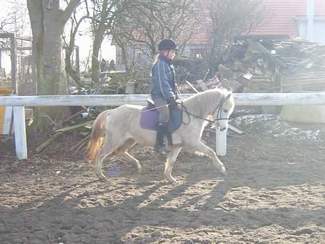 Welsh Mountain (sec A) Cinderella(solgt) billede 6