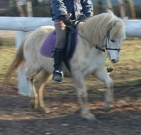 Welsh Mountain (sec A) Cinderella(solgt) billede 8