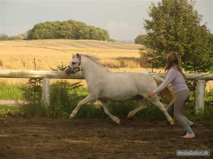 Welsh Mountain (sec A) Cinderella(solgt) billede 9