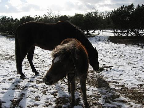 Anden særlig race Muschu || solgt billede 19