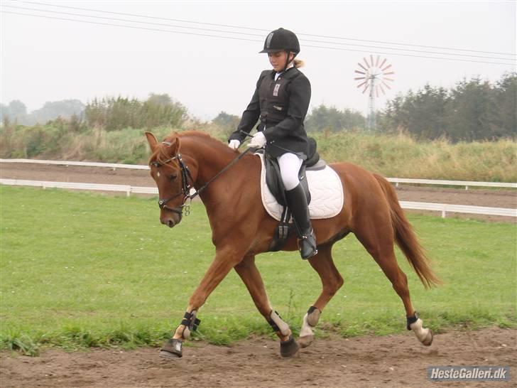Anden særlig race Hercules billede 9