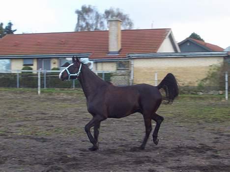 Fuldblod (XX) White Blackie billede 7