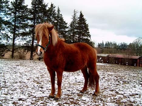Islænder Blesa Fra ulvkjær - Der er ca 2 måneder til jeg nedkommer billede 4