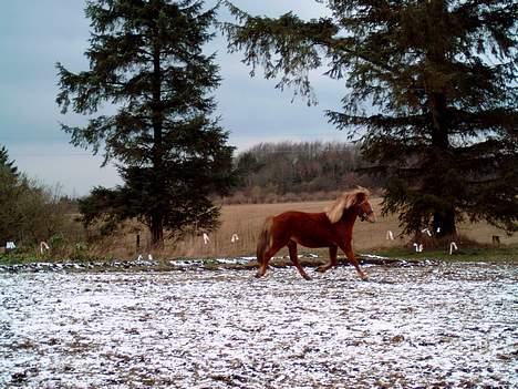 Islænder Blesa Fra ulvkjær - Jeg kan trave billede 5