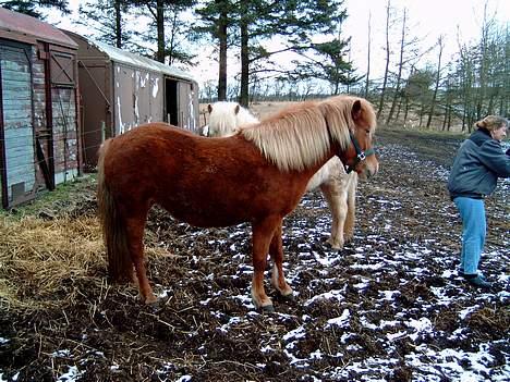 Islænder Blesa Fra ulvkjær - Jeg er så dejlig billede 6