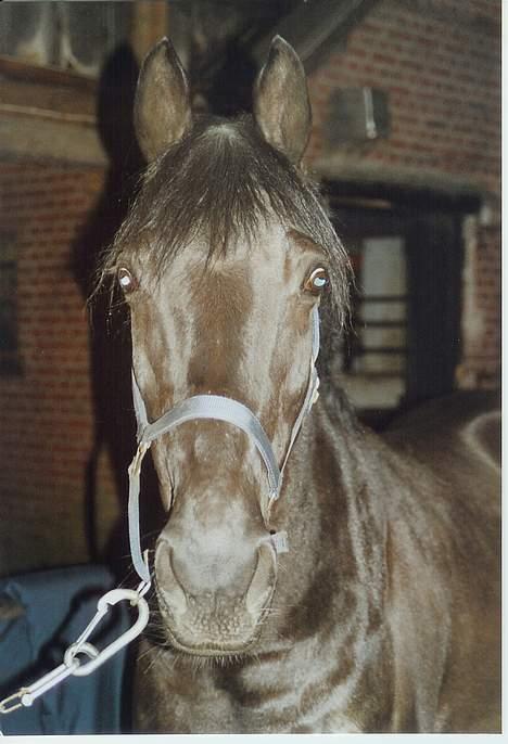 Anden særlig race Grande Benjamin O'nalli. - Det sidste billede fra dagen før han blev aflivet.. billede 16
