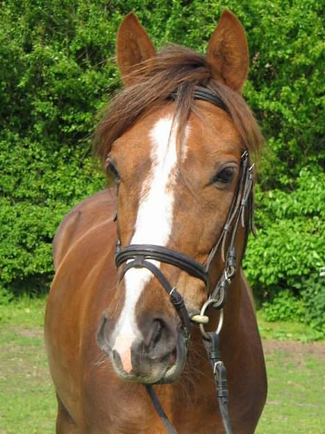 Anden særlig race Samson Solgt - min skat i solen ( er vild med det billede ) billede 13