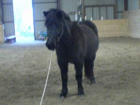 Islænder Mysla (SOLGT) billede 18