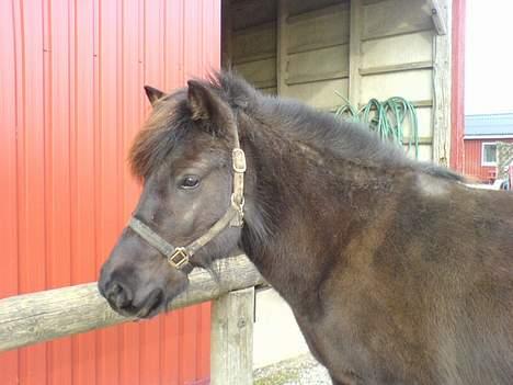 Islænder Mysla (SOLGT) billede 19