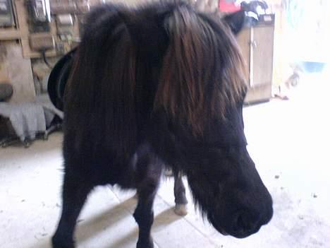 Islænder Mysla (SOLGT) billede 20